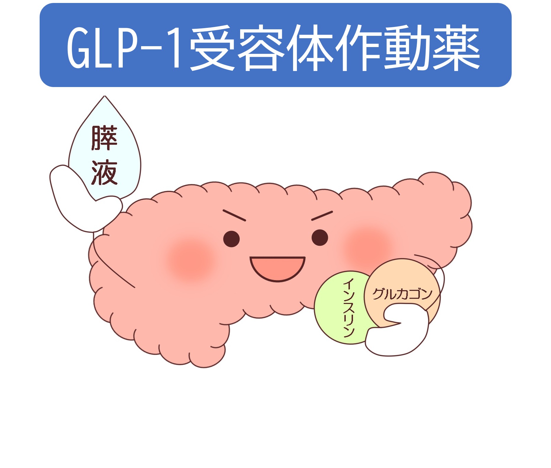 GLP-1受容体作動薬～その様々な効果について～